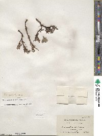 Salix cascadensis image