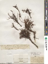 Salix cascadensis image