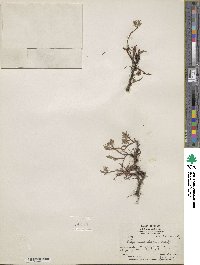 Salix cascadensis image