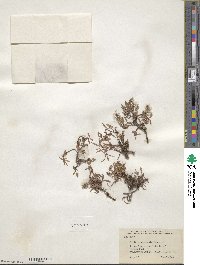 Salix cascadensis image