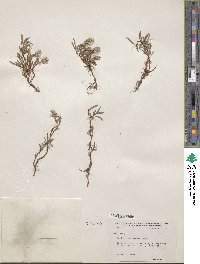 Salix cascadensis image