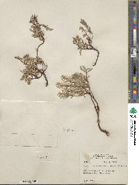 Salix cascadensis image