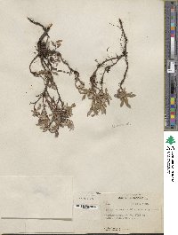 Salix cascadensis image