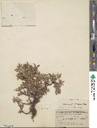 Salix cascadensis image