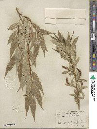 Salix lucida subsp. caudata image