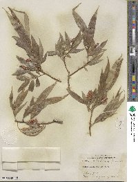 Salix lucida subsp. caudata image