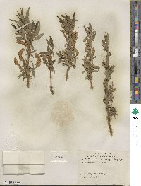 Salix lucida subsp. caudata image