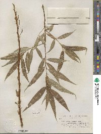 Salix lucida subsp. caudata image