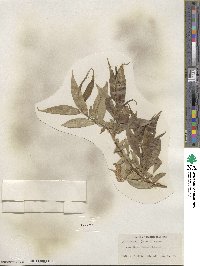 Salix lucida subsp. caudata image