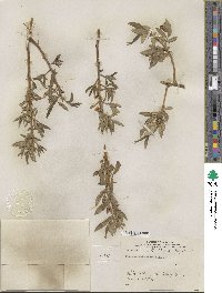 Salix lucida subsp. caudata image