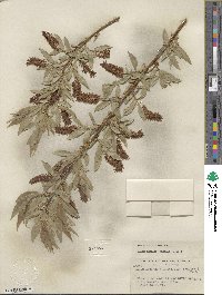 Salix lucida subsp. caudata image