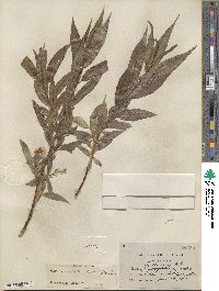 Salix lucida subsp. caudata image