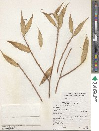 Salix lucida subsp. caudata image