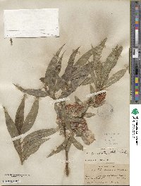 Salix lucida subsp. caudata image