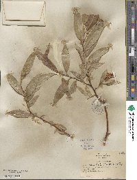 Salix lucida subsp. caudata image