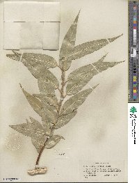 Salix lucida subsp. caudata image