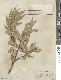 Salix lucida subsp. caudata image