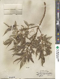 Salix lucida subsp. caudata image