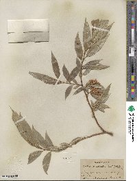 Salix lucida subsp. caudata image