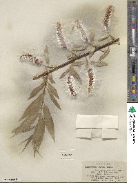 Salix lucida subsp. caudata image