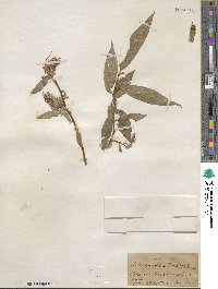 Salix lucida subsp. caudata image