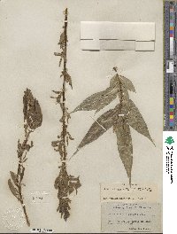 Salix lucida subsp. caudata image