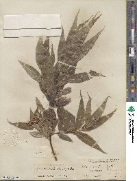 Salix lucida subsp. caudata image