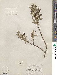 Salix lucida subsp. caudata image