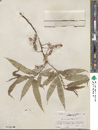 Salix lucida subsp. caudata image