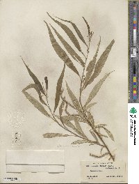 Salix lucida subsp. caudata image