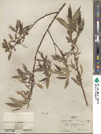 Salix lucida subsp. caudata image