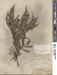 Salix lucida image