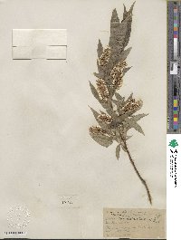 Salix lucida subsp. caudata image