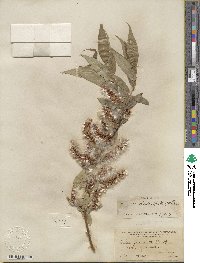 Salix lucida subsp. caudata image