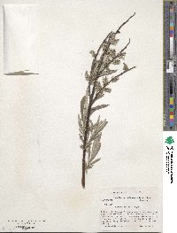 Salix lucida subsp. caudata image