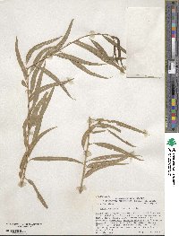 Salix lucida subsp. caudata image