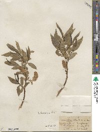 Salix lucida subsp. caudata image