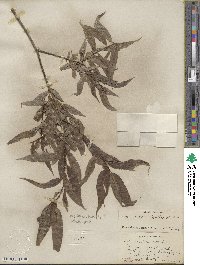 Salix lucida subsp. caudata image