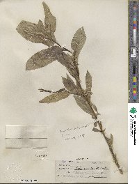 Salix lucida subsp. caudata image