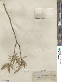 Salix lucida subsp. caudata image