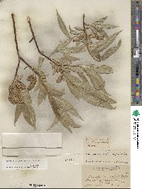 Salix lucida image