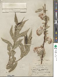 Salix lucida subsp. caudata image