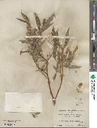 Salix lucida subsp. caudata image