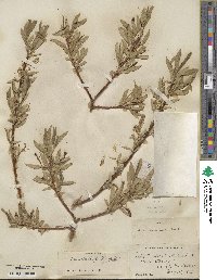 Salix lucida subsp. caudata image