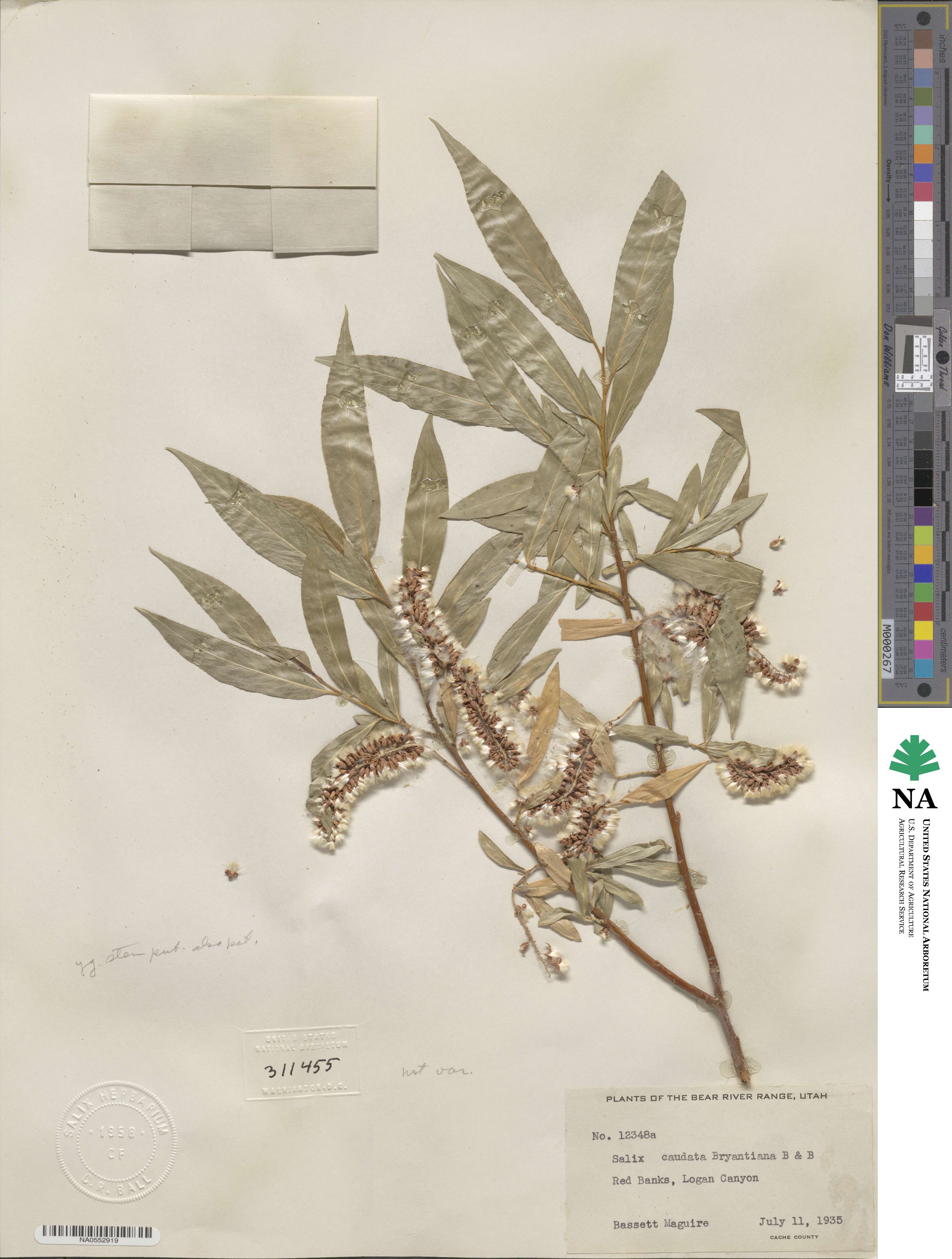 Salix lucida subsp. caudata image