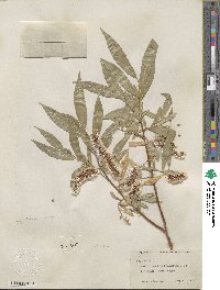 Salix lucida subsp. caudata image