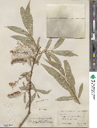 Salix lucida subsp. caudata image