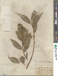 Salix lucida subsp. caudata image