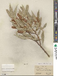 Salix lucida subsp. caudata image