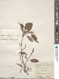 Salix lucida subsp. caudata image